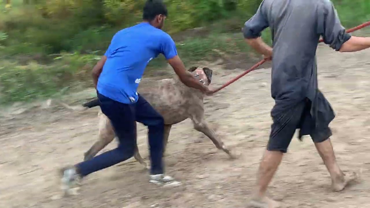 Undertaker fight Pak gujjar group / Pakistani bully dog fight #pitbull @PakGujjarGroup 