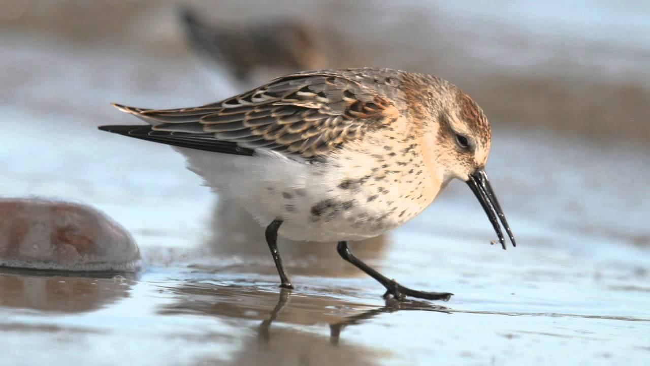 BTO Bird ID - Knot and Dunlin