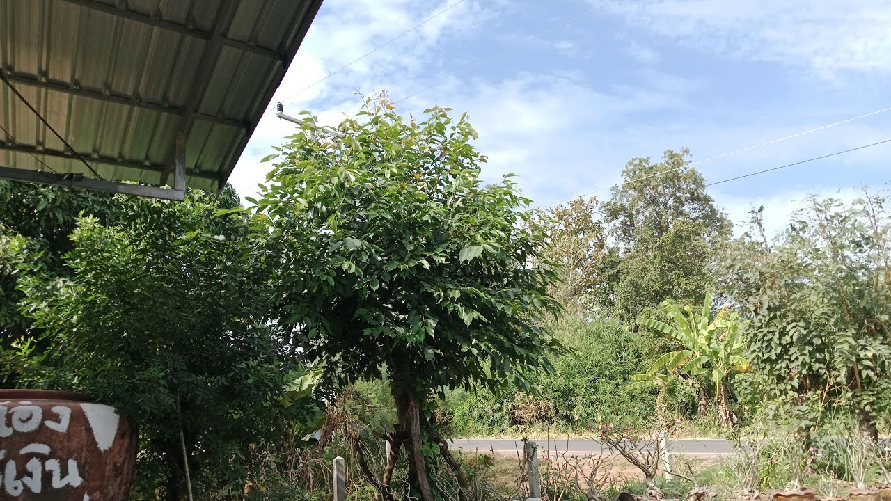 ฟังเสียงนกอยู่หน้าบ้านจ้า