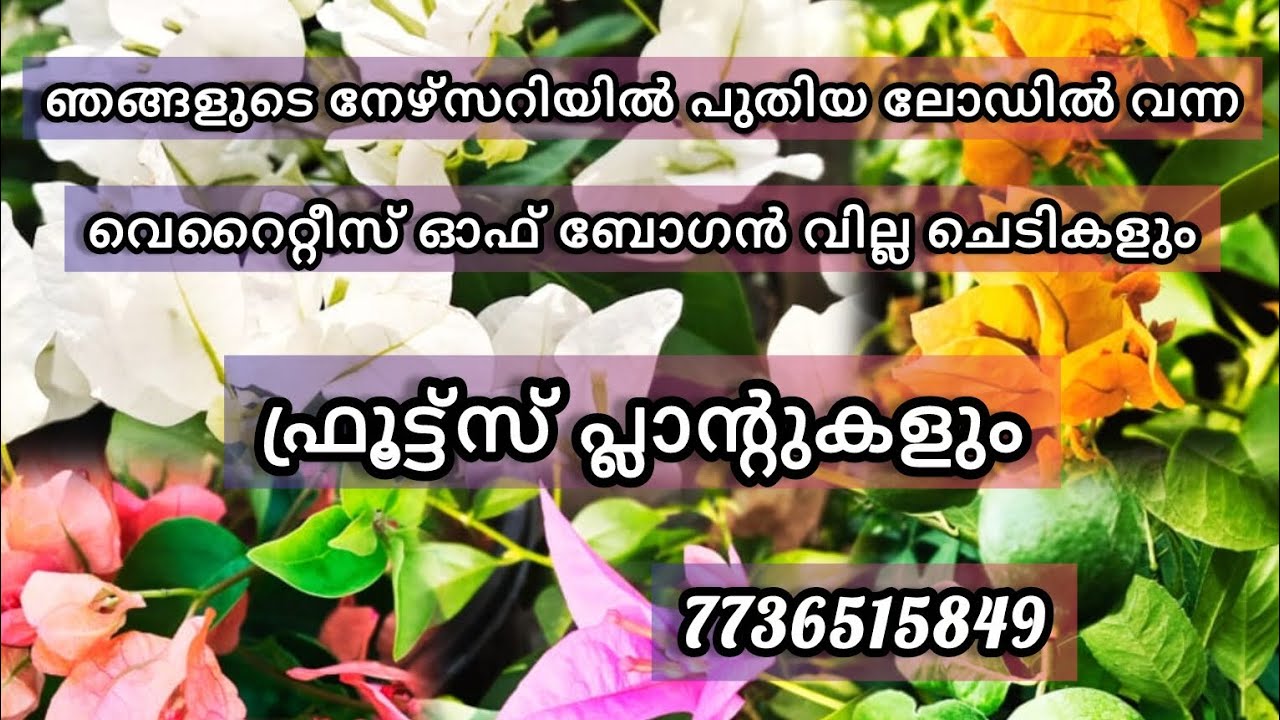 പുതിയ ലോഡിൽ വന്ന വെറൈറ്റീസ് ഓഫ് ബോഗൻ വില്ല ചെടികളും ഫ്രൂട്ട്സ് പ്ലാൻസും