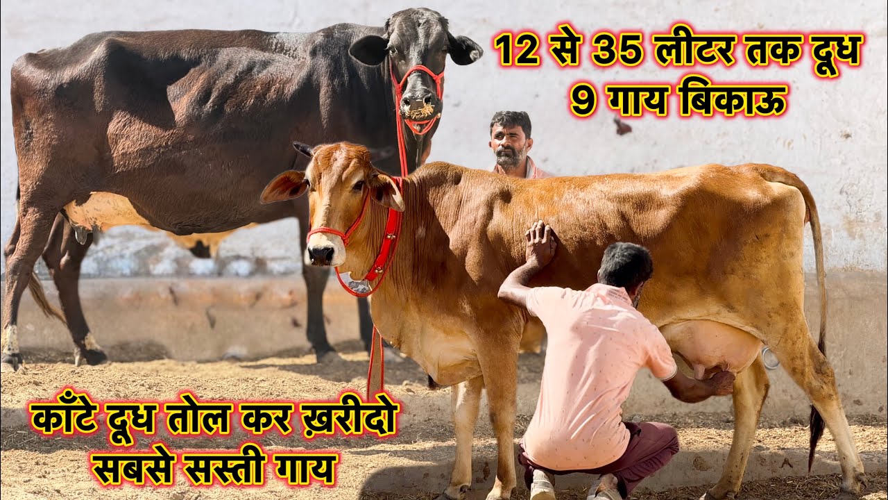 28000 में ख़रीदो गाय👍12 से 35 लीटर तक दूध☝️9 गाय बिकाऊ👍Low Price Cross Breed Cows For Sale 