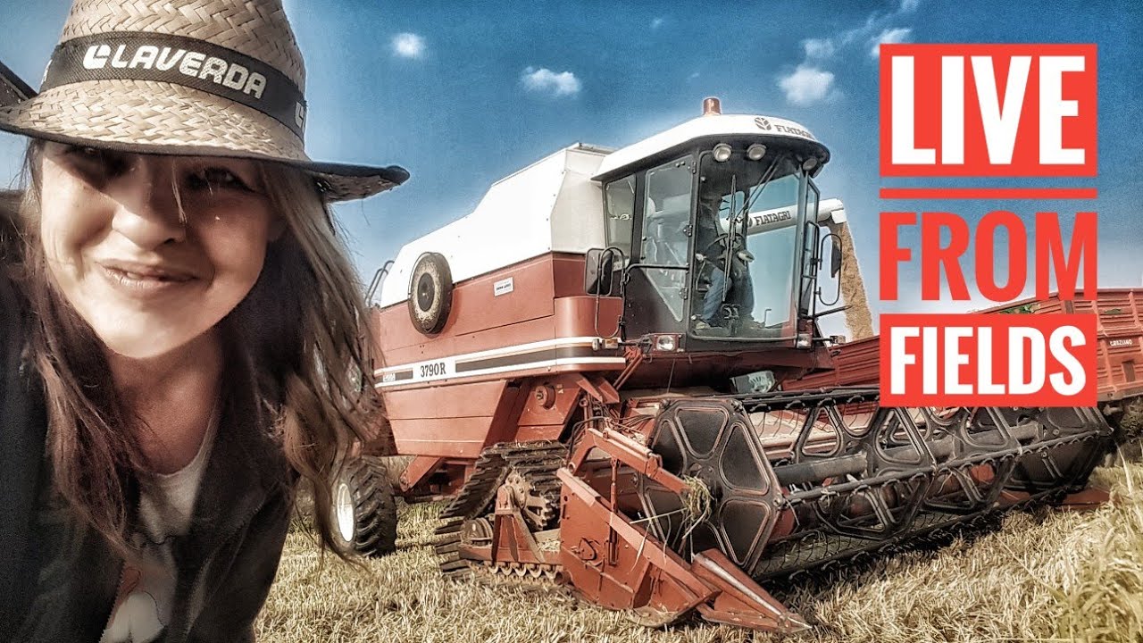 🔴LIVE FROM FIELDS - LAVERDA 3790R - RICE HARVESTING 2017