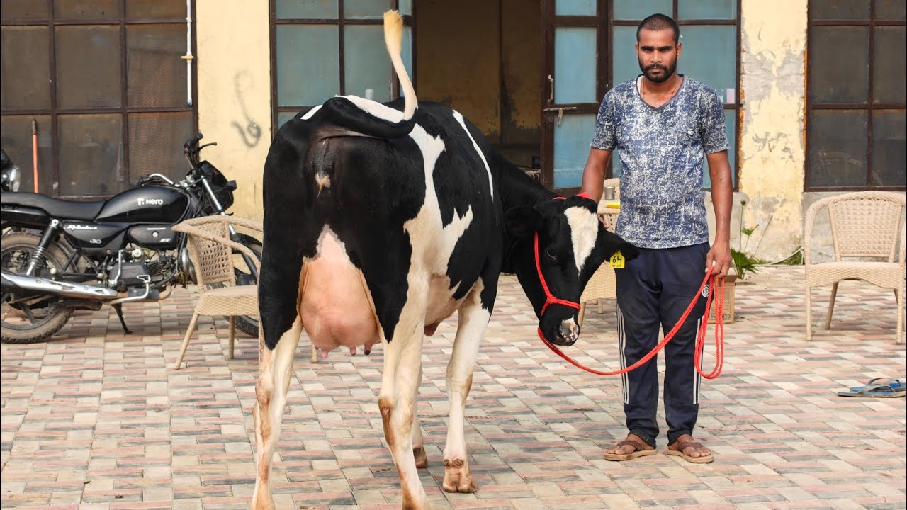 28 Cows for sale, 28 ਗਾਵਾਂ ਵਿਕਾਊ 