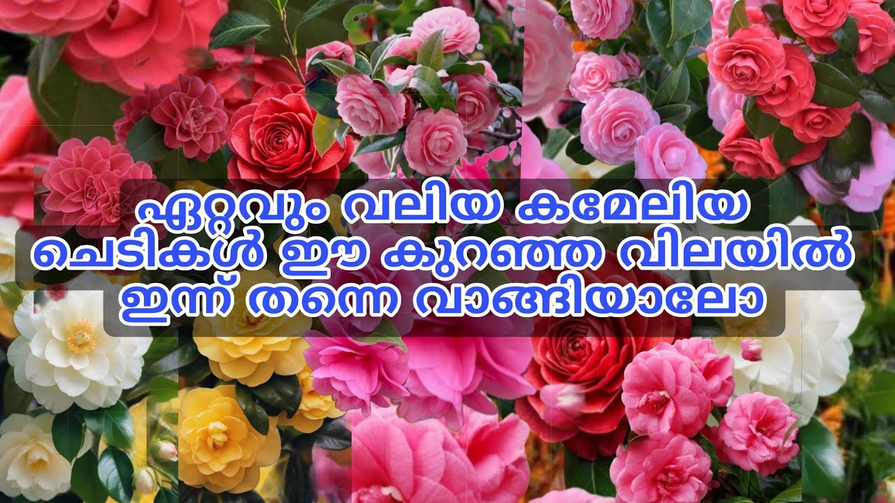 📦🌺🔥 കുറഞ്ഞ വിലയിൽ ഇത്രയും വലിയ കമേലിയ ചെടികൾ ഇന്നുതന്നെ വാങ്ങാം #reels #viral #trending 
