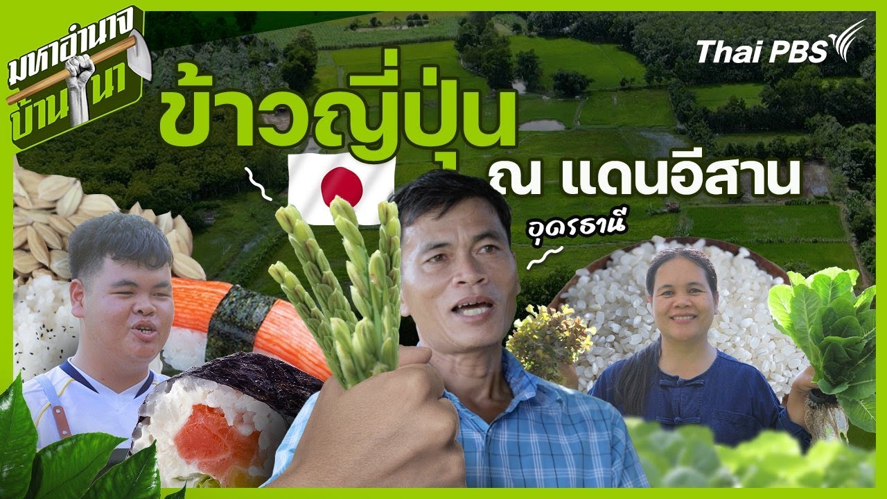 ข้าวญี่ปุ่น ณ แดนอีสาน | มหาอำนาจบ้านนา