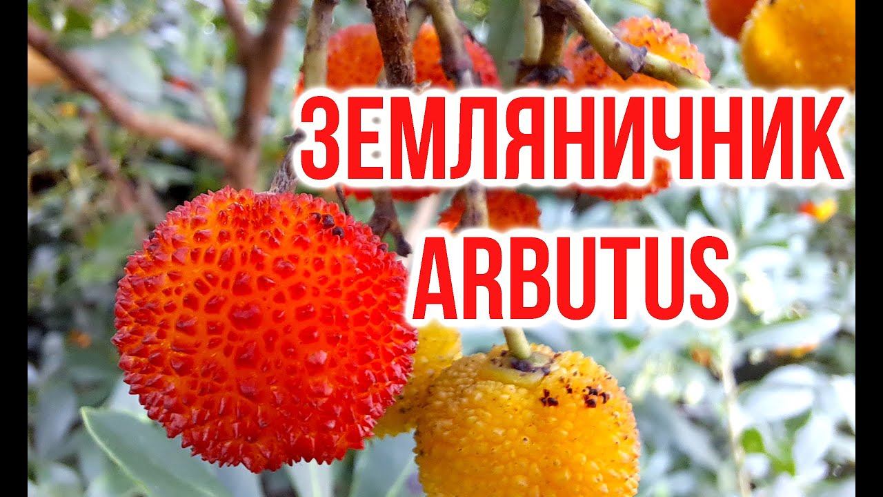 Arbutus unedo / Arbutus andrachne / Igor Bilevich