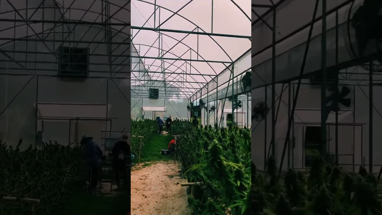 Exploring Thailand's Lollipop Cannabis Farm: A Cannabis Culture Tour 🌿