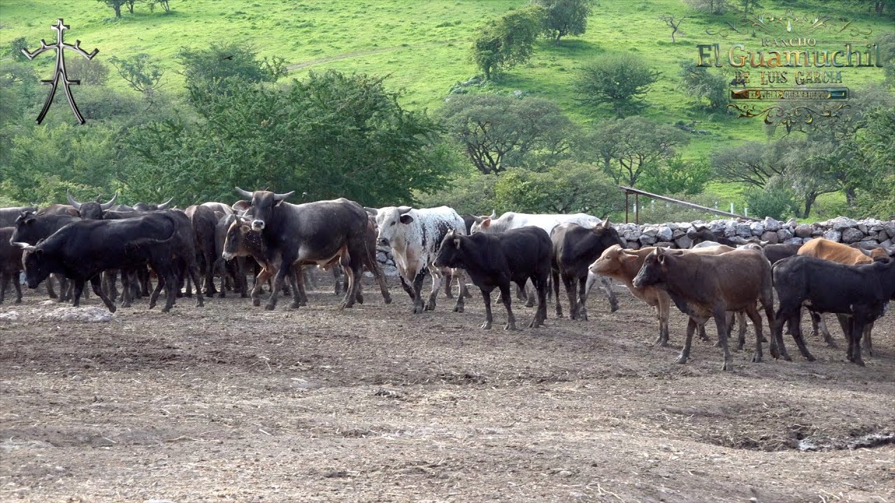 CAMBIAMOS LOS TORETES 🐃 🇲🇽 LAS NUEVAS GENERACIONES EVOLUCIONAN LA GENETICA MEXICANA | R EL GUAMUCHIL