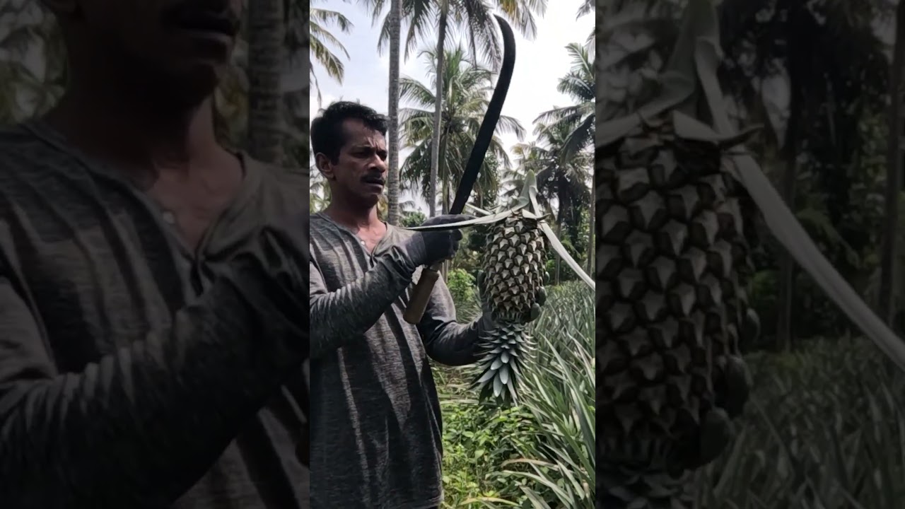 TJC අඹ වගාව | සරු අස්වැන්නක්, වැඩි අදායමක්  |  HARTI