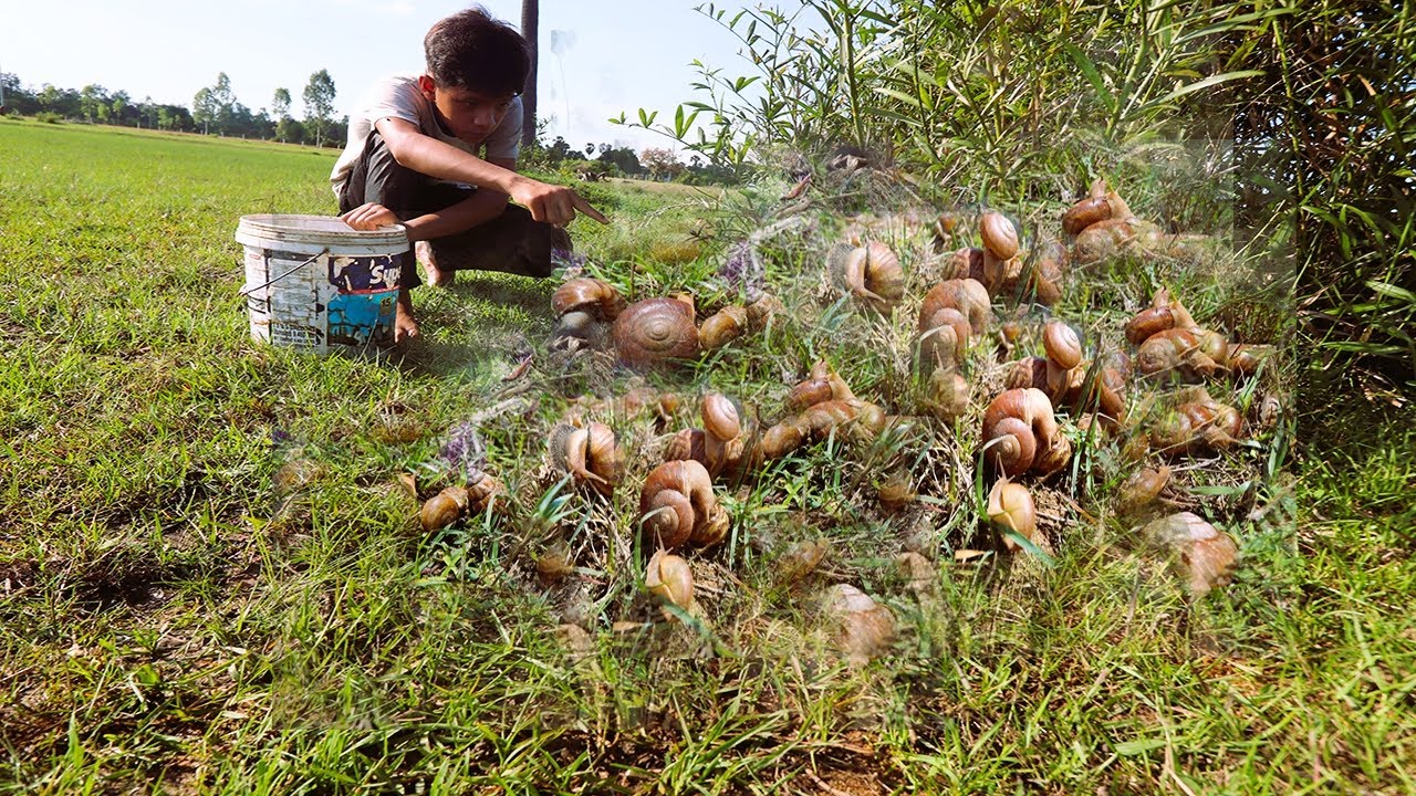 Best Fishing Daily Amazing Catching Snails, A Fisherman Find & Catching Snails and Lizard By Skill