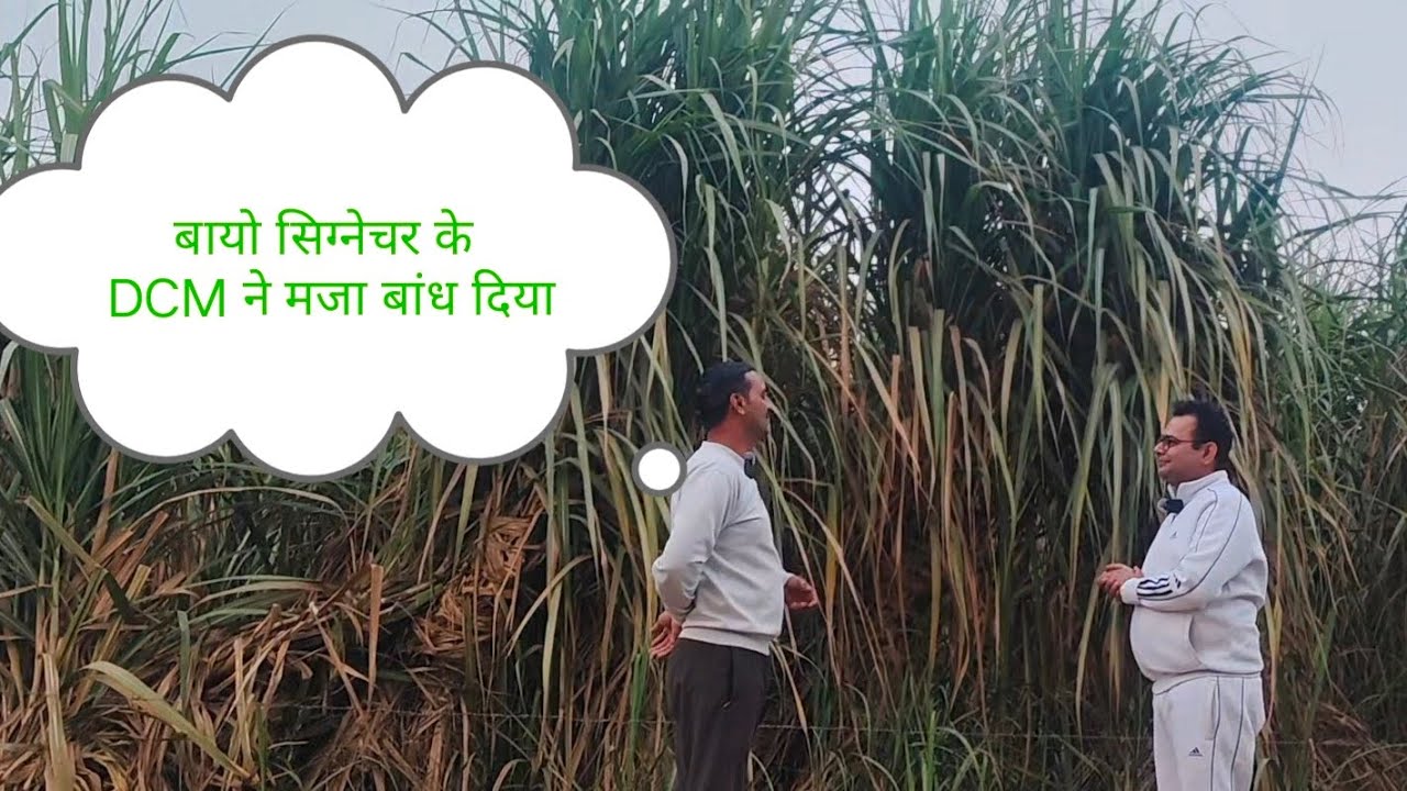 Bio signature के DCM से किसान ने किया बंपर उत्पादन पूरे शामली जिले मे नहीं है इनके टक्कर का खेत