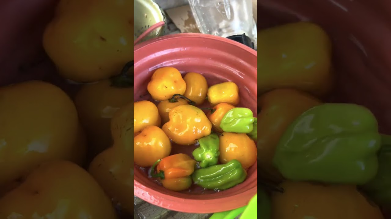 Birria de Res 🤤 así se prepara