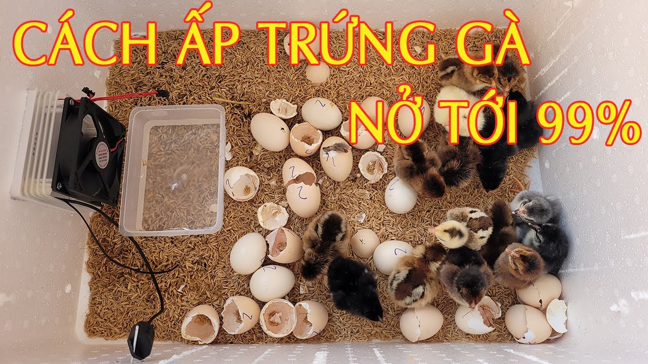 Máy Ấp Trứng Gà Mini - Cách Ấp Trứng Gà Hiệu Quả Thùng Xốp