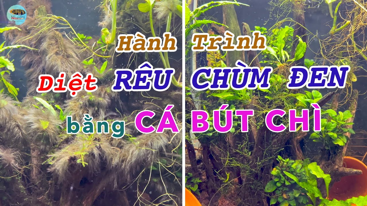 Hành trình diệt RÊU CHÙM ĐEN bằng CÁ BÚT CHÌ