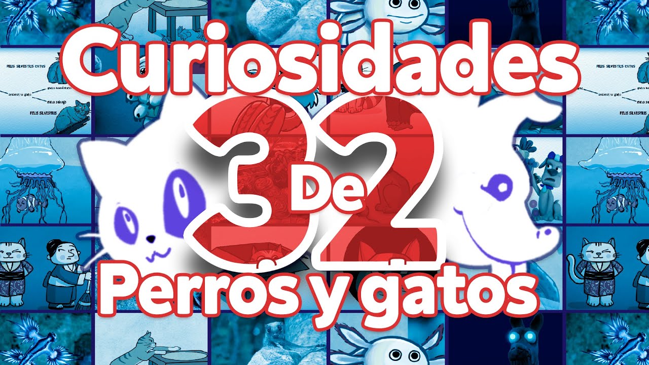 32 preguntas curiosas sobre perros, gatos y otros animales (Compilación)