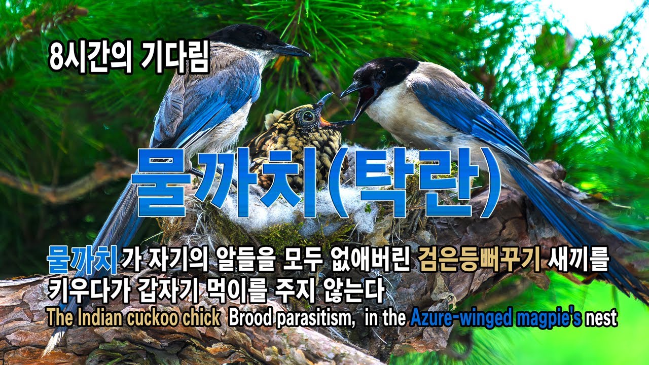 물까치-검은등뻐꾸기 탁란,  4일 간의 영상 (Azure-winged magpie's Brood parasitism) #탁란 #물까치 #검은등뻐꾸기 #이소 #4kvideo