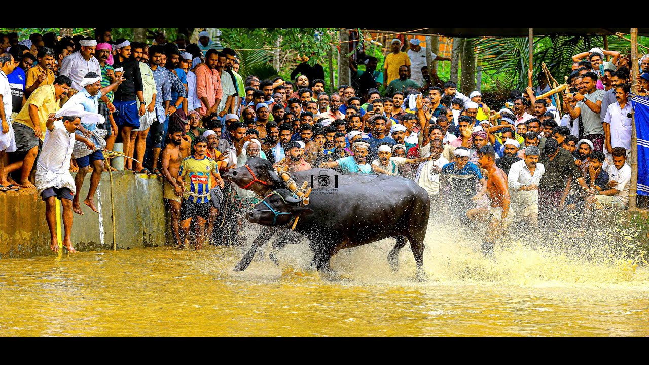ഇന്നലെ[30/07/23] ചൂരക്കാട്ടിൽ പ്രതിപക്ഷ വാട്സാപ്പ് ഗ്രൂപ്പ് പോത്തുപൂട്ട് ഞാനെടുത്ത ഫുൾ വീഡിയോ
