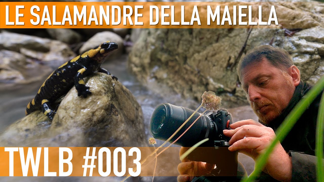 Fotografiamo le salamandre della Maiella