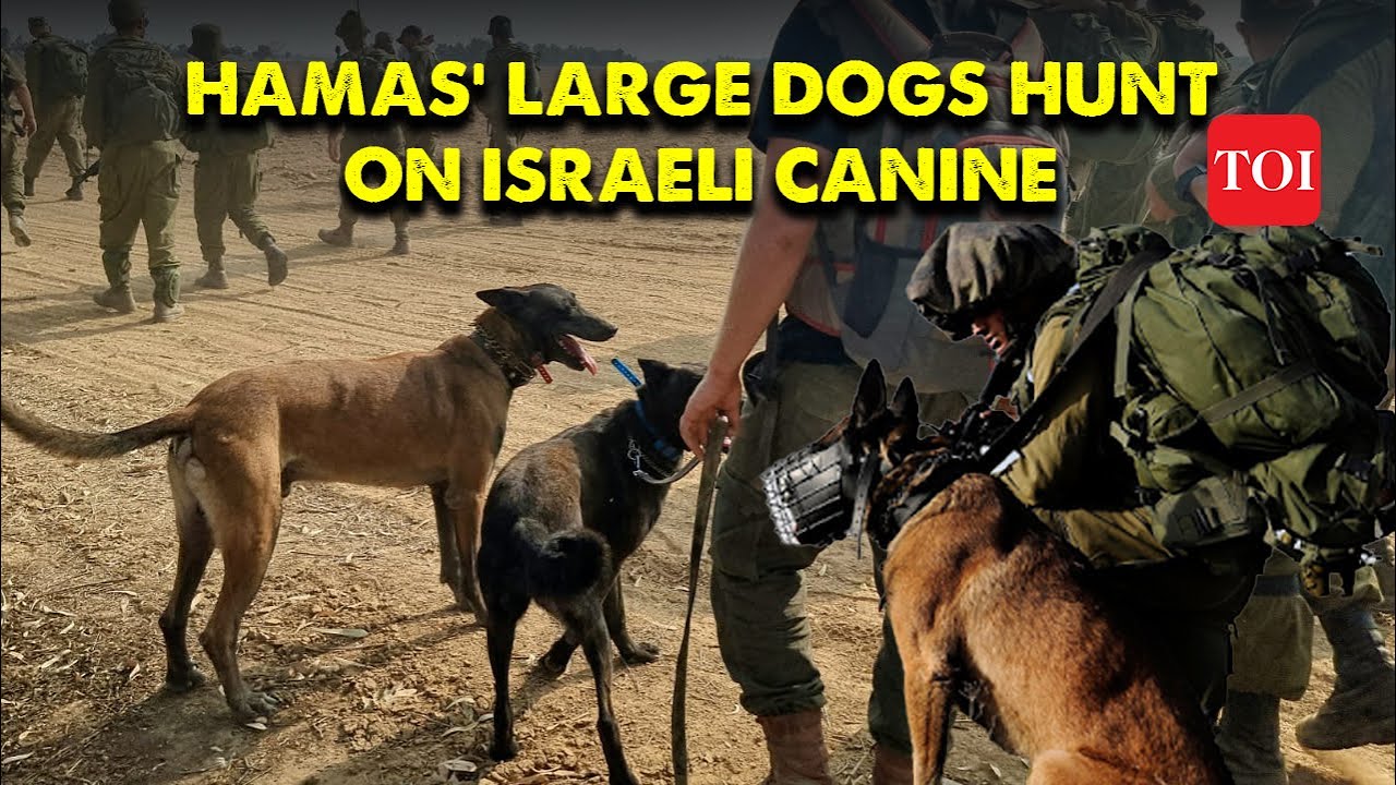 Hamas' 'Giant Canine' Triumph Over Israeli Military Dogs in Gaza Showdown | Shocking Gaza Report