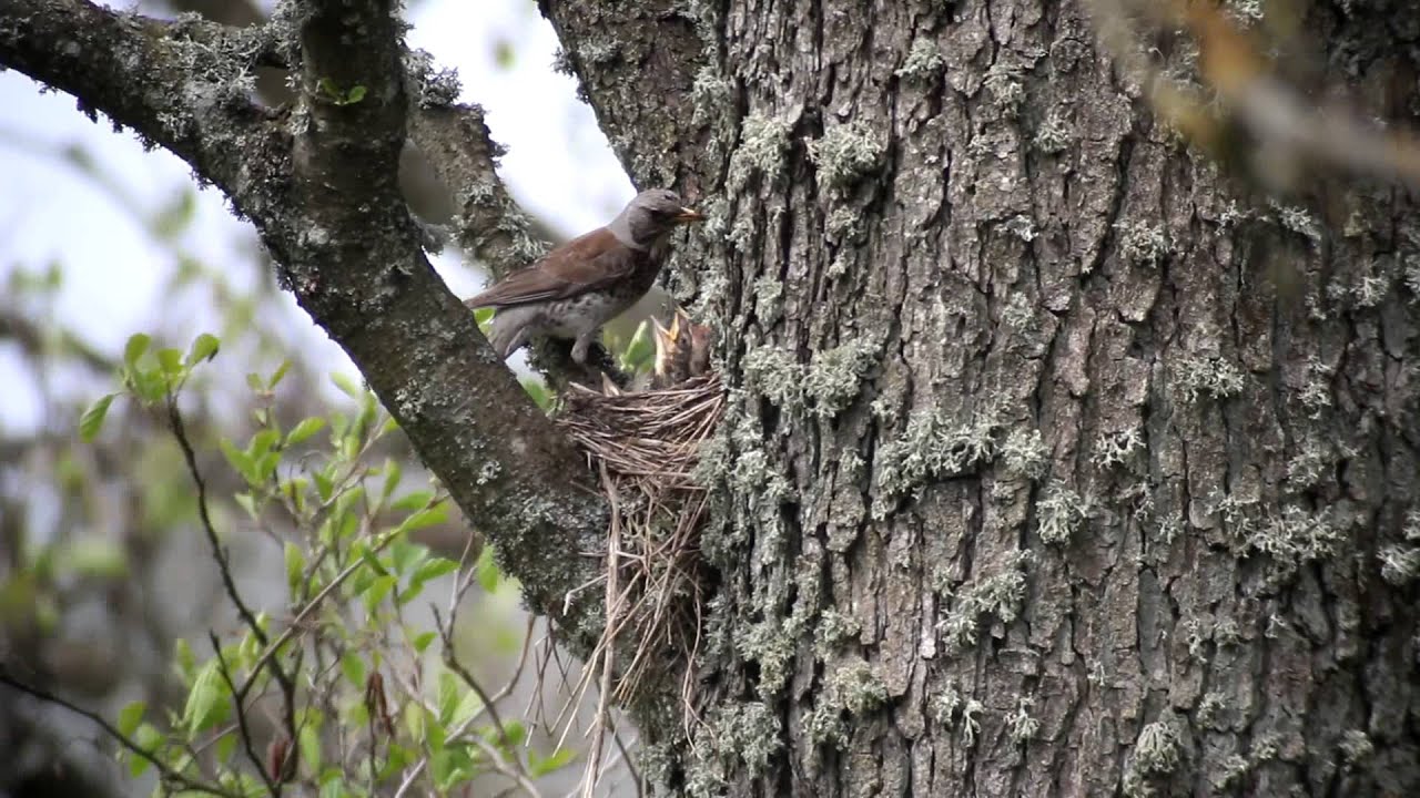 Fieldfare (Turdus pilaris) family Belarus 2014