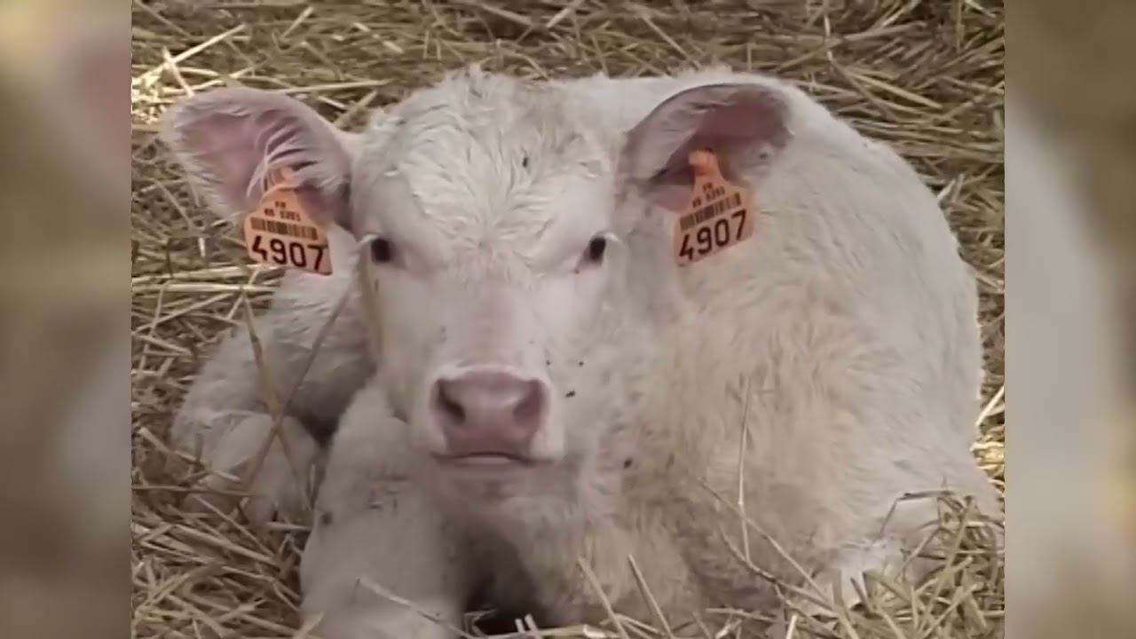 Kuhn Primor 2060 H Stroheinstreumaschine (VERKAUFT)