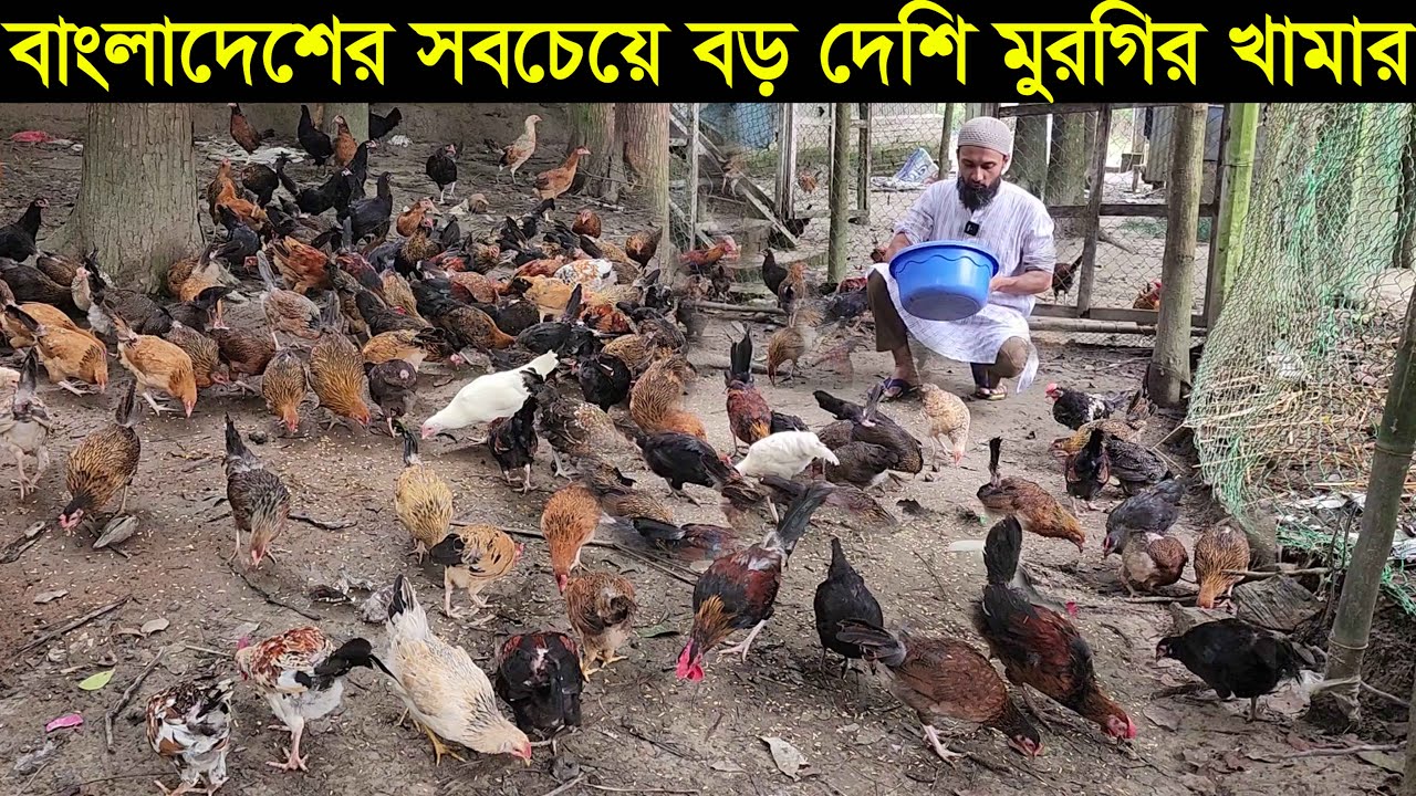 বাংলাদেশের সবচেয়ে বড় দেশি মুরগির খামার। দেশি মুরগি পালন পদ্ধতি এ  টু জেট Deshi murgi