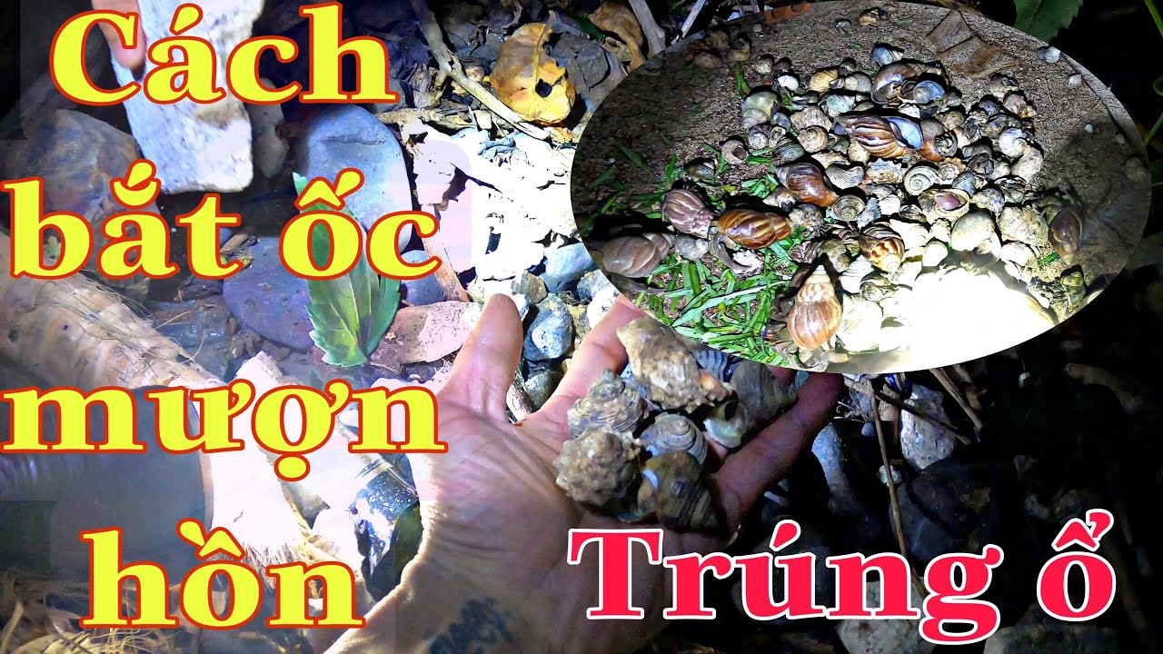 Dân biển | Cách dân biển bắt ốc mượn hồn