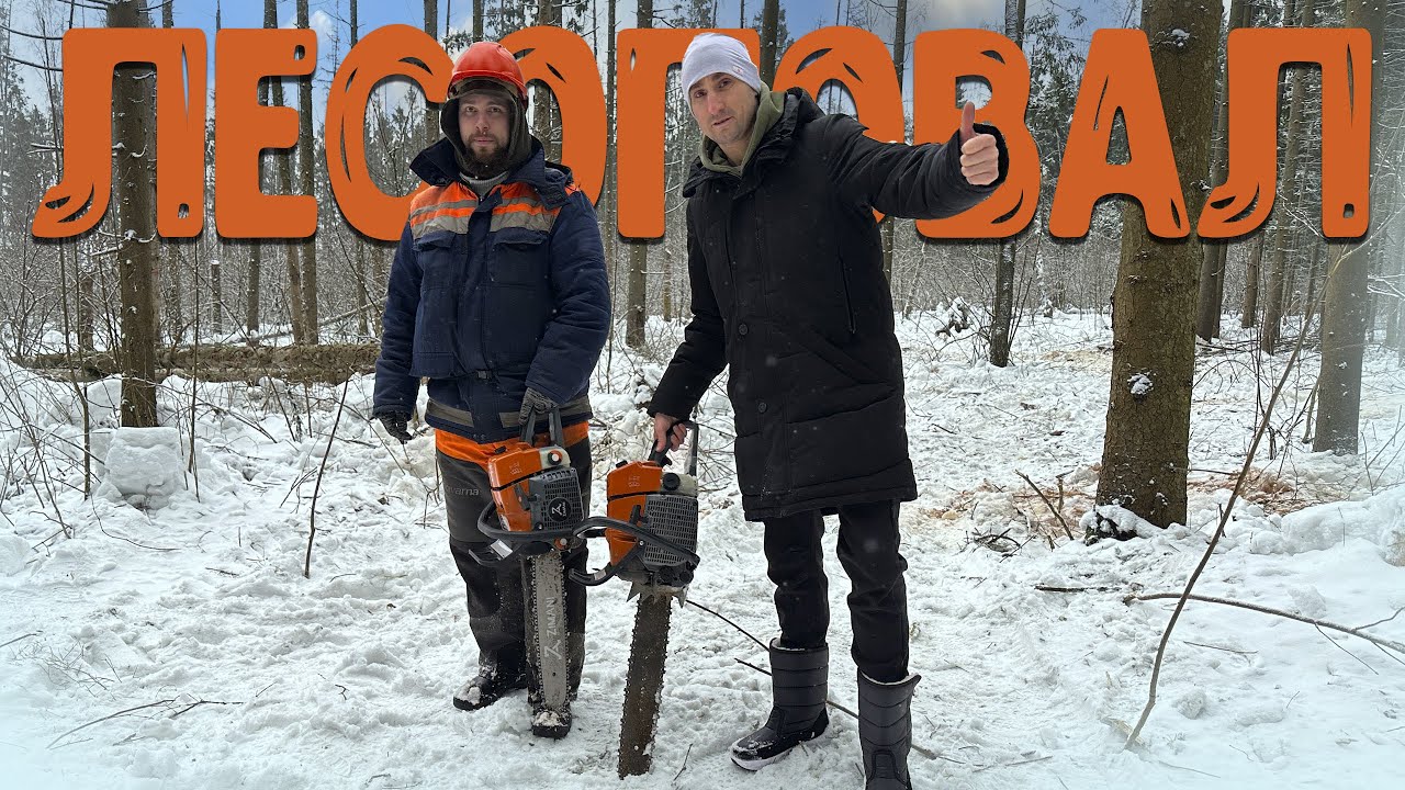 Чуть не убило! Все по настоящему! Валим лес бензопилами ZimAni с лесорубами!