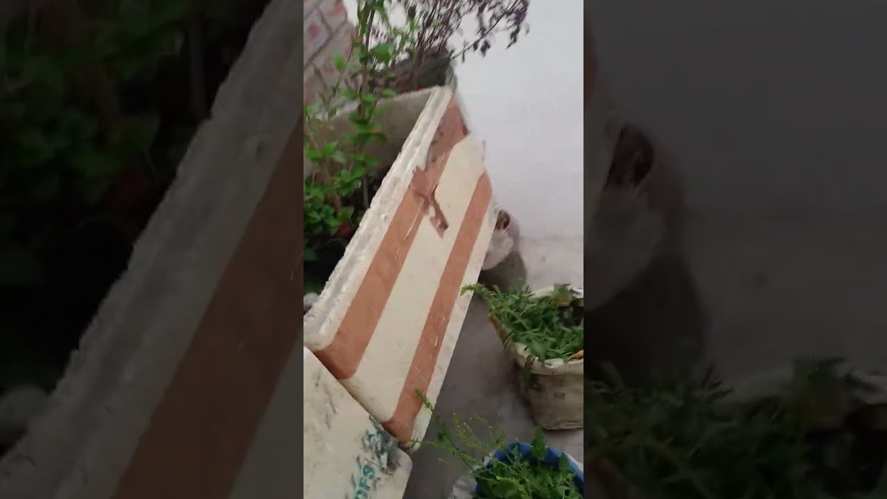 Bihar ki choti si गांव 