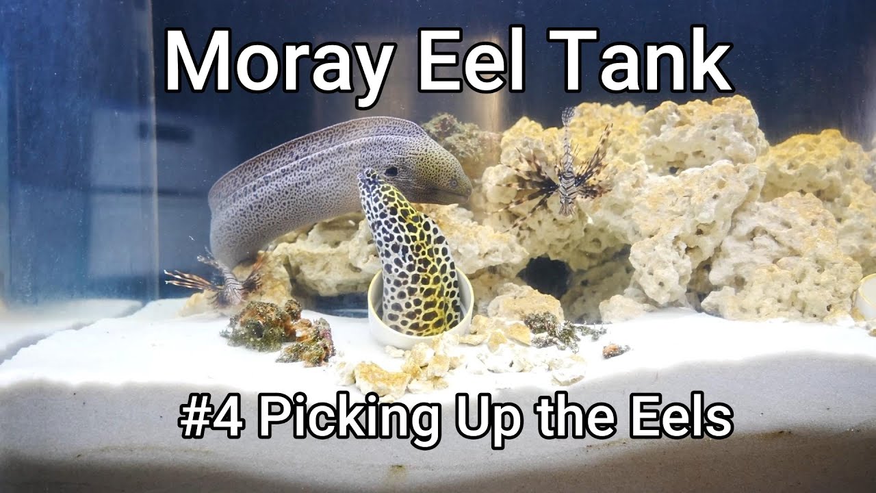 Moray Eel Tank - 04 - Picking Up the Eels