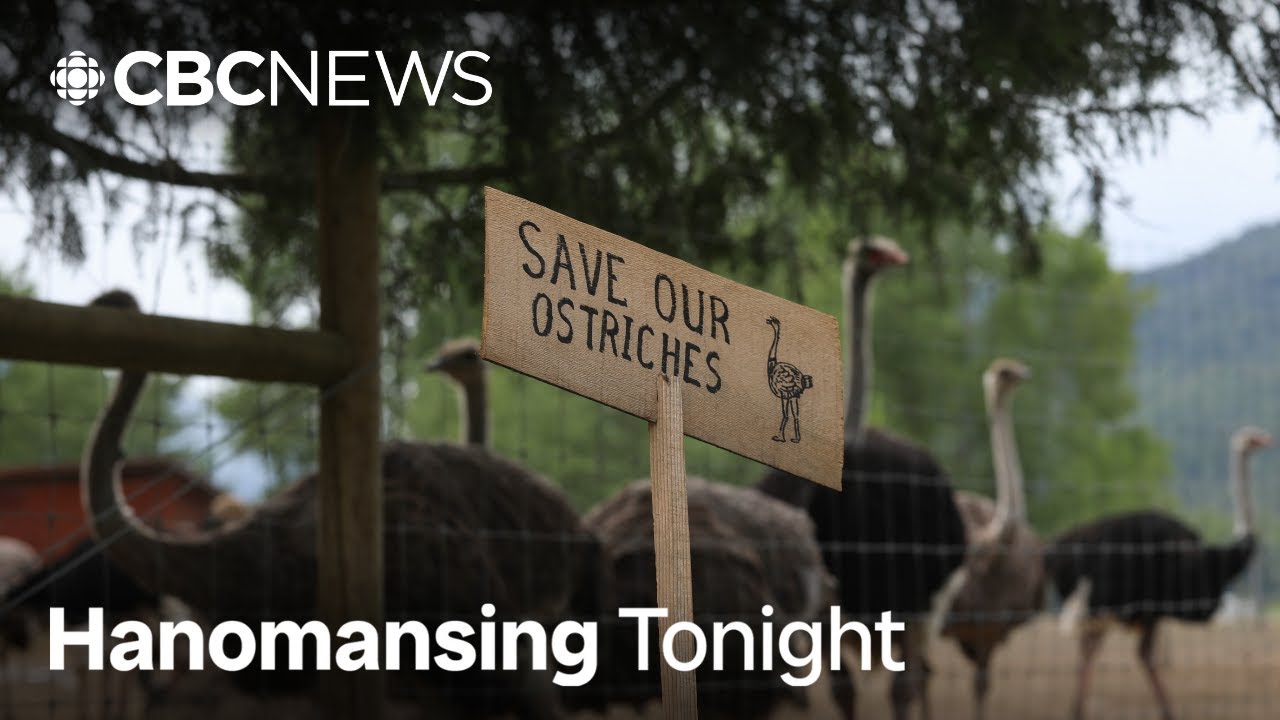 B.C. ostrich farm loses appeal to save birds from cull issued by CFIA | Hanomansing Tonight