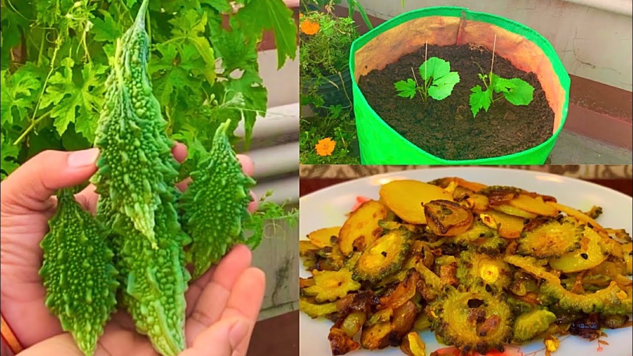 Bitter Gourd Growing Video With Healthy Bitter Gourd Recipe | Garden To Plate|Karele Ki Sabzi Recipe