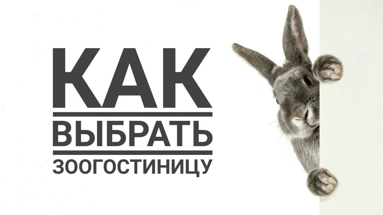Как выбрать зоогостиницу для декоративного кролика🐰How to choose a pet hotel for a decorative rabbit
