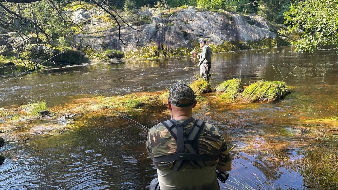 Jungelfiske etter stor laks