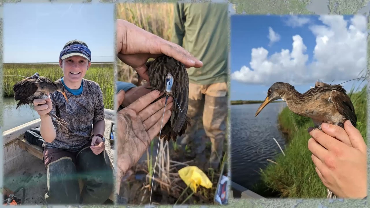 Secretive Marshbird Trends Across the Deltaic Plain of Louisiana
