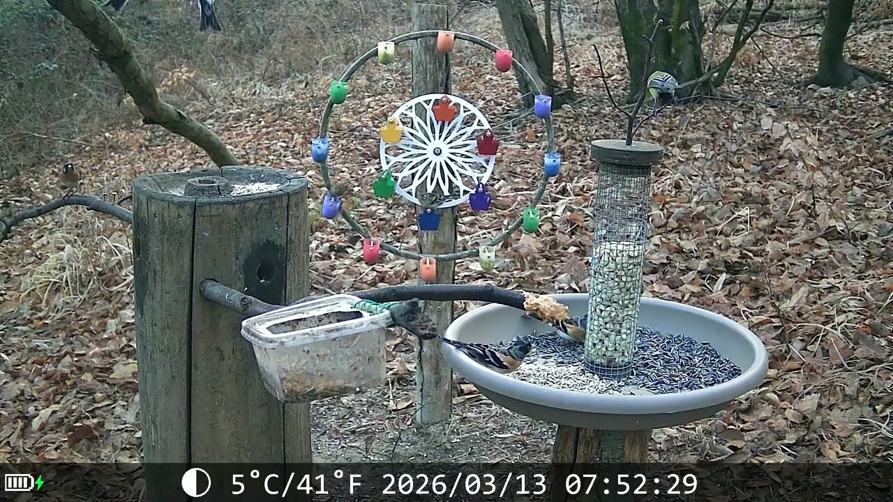 20260313 POSATOIO - BIRD FEEDER