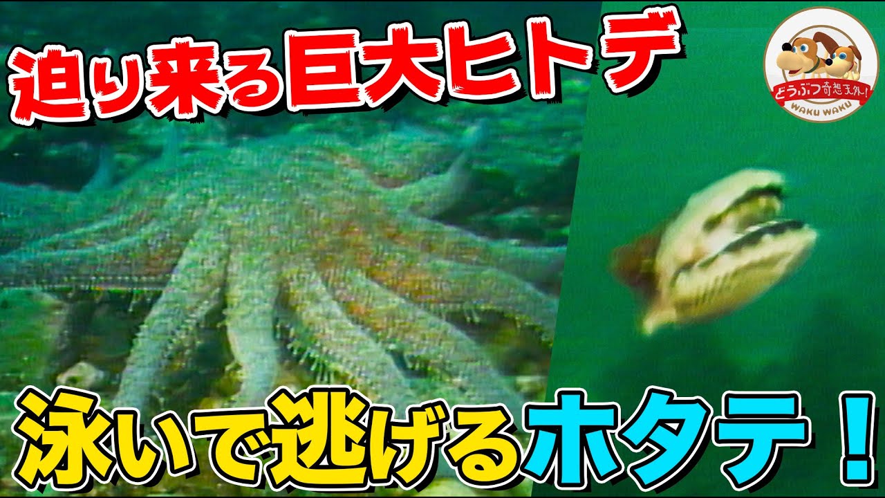 【海底の攻防戦】巨大ヒトデ vs ウニ・ナマコ・ホタテ！絶体絶命のホタテが衝撃の泳ぎで緊急脱出！【どうぶつ奇想天外／WAKUWAKU】