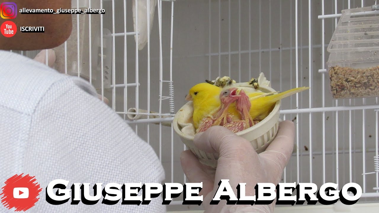 Misto per Pulli: Come lo preparo - Giuseppe Albergo
