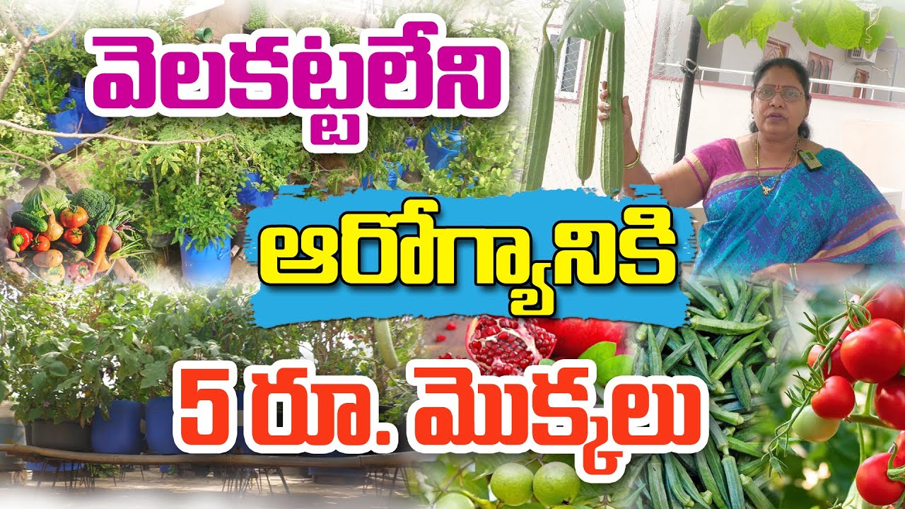 2 ఏళ్లకే.. 10 ఏళ్లంత ఎదిగిన గార్డెన్ | Chandravati