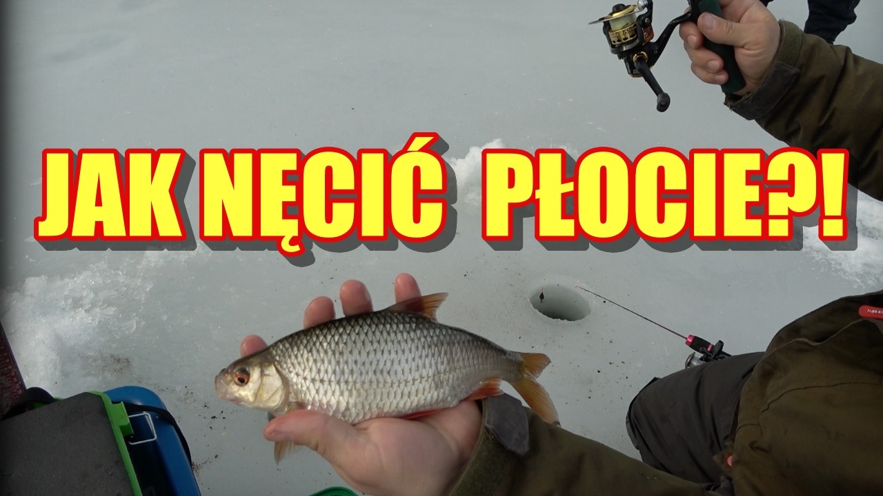 GDZIE SZUKAĆ RYB?!?! JAKA ZANĘTA ?!?! JAK PODAWAĆ ZANĘTĘ?!?!