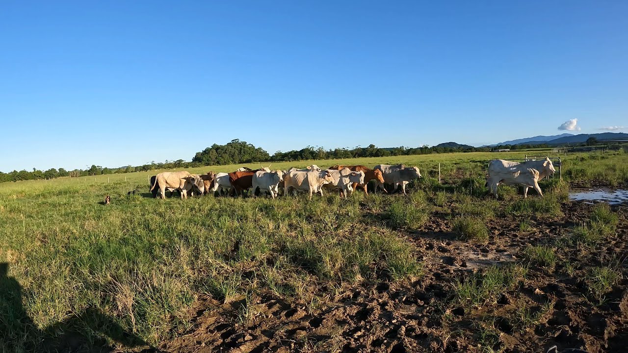 Working Cattle With A Few Dogs (Cattle Dogs)