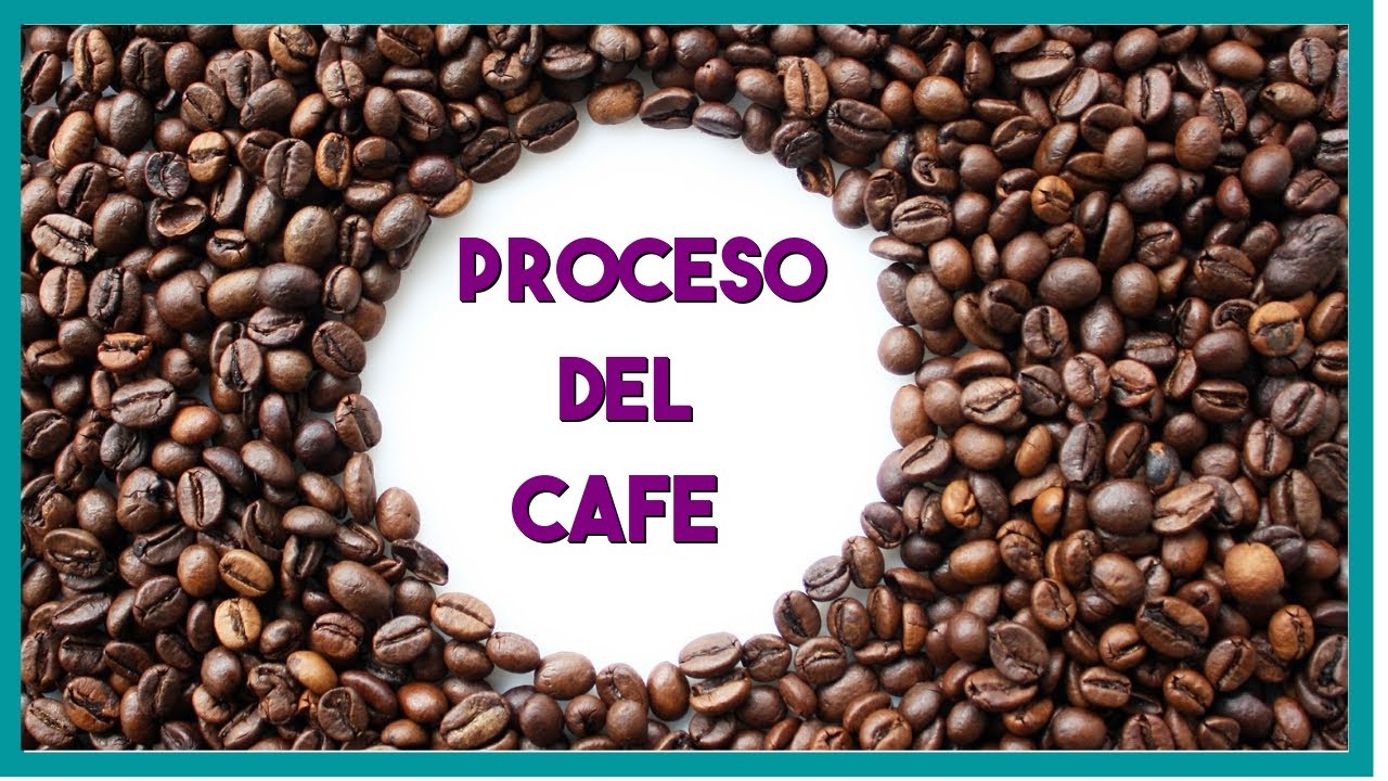 Proceso del cafe paso a paso