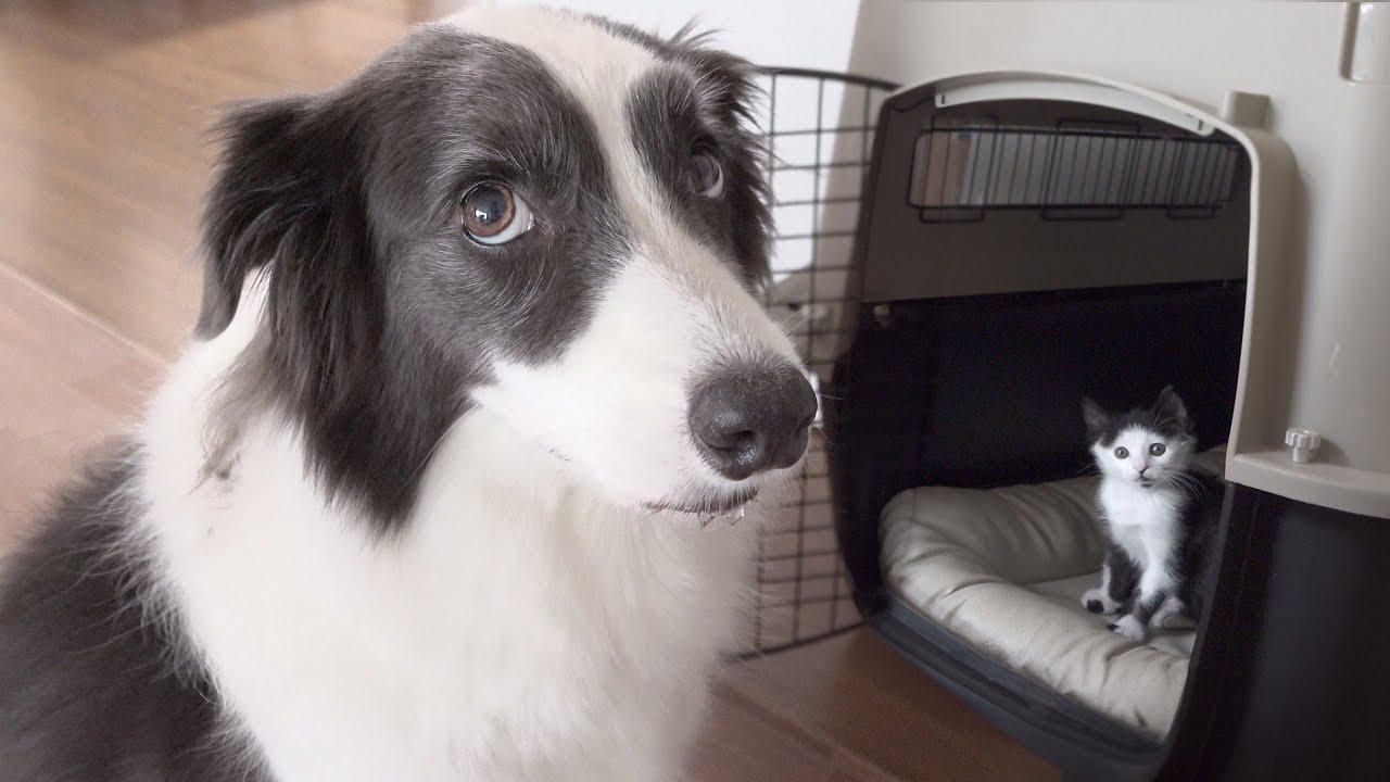 Border Collie Shocked by Tiny Rescued Kitten Occupying Her Crate