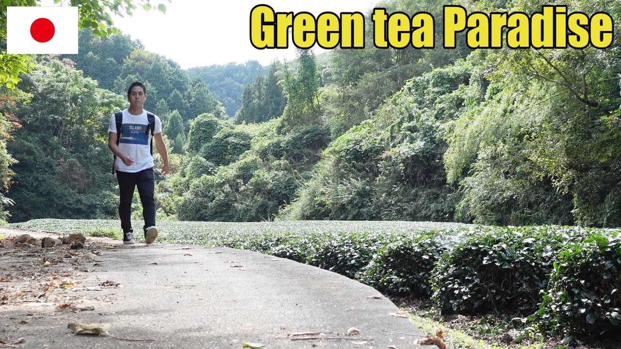 Japanese countryside like an old tale,Green tea paradise in Japan(Jindoji Kyoto,Japan)京都 Japan trip