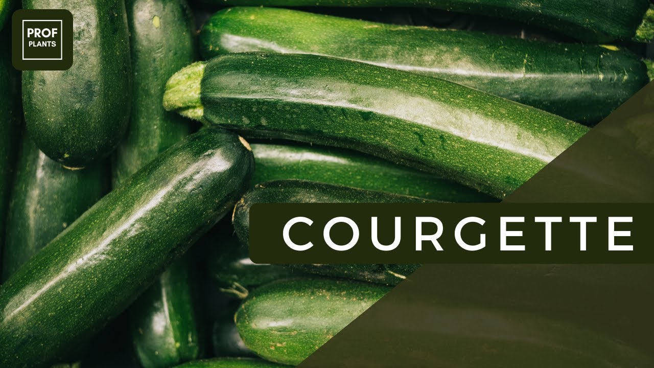 Découvrez les Secrets de la Plante de Courgette : Culture, Soins et Récolte