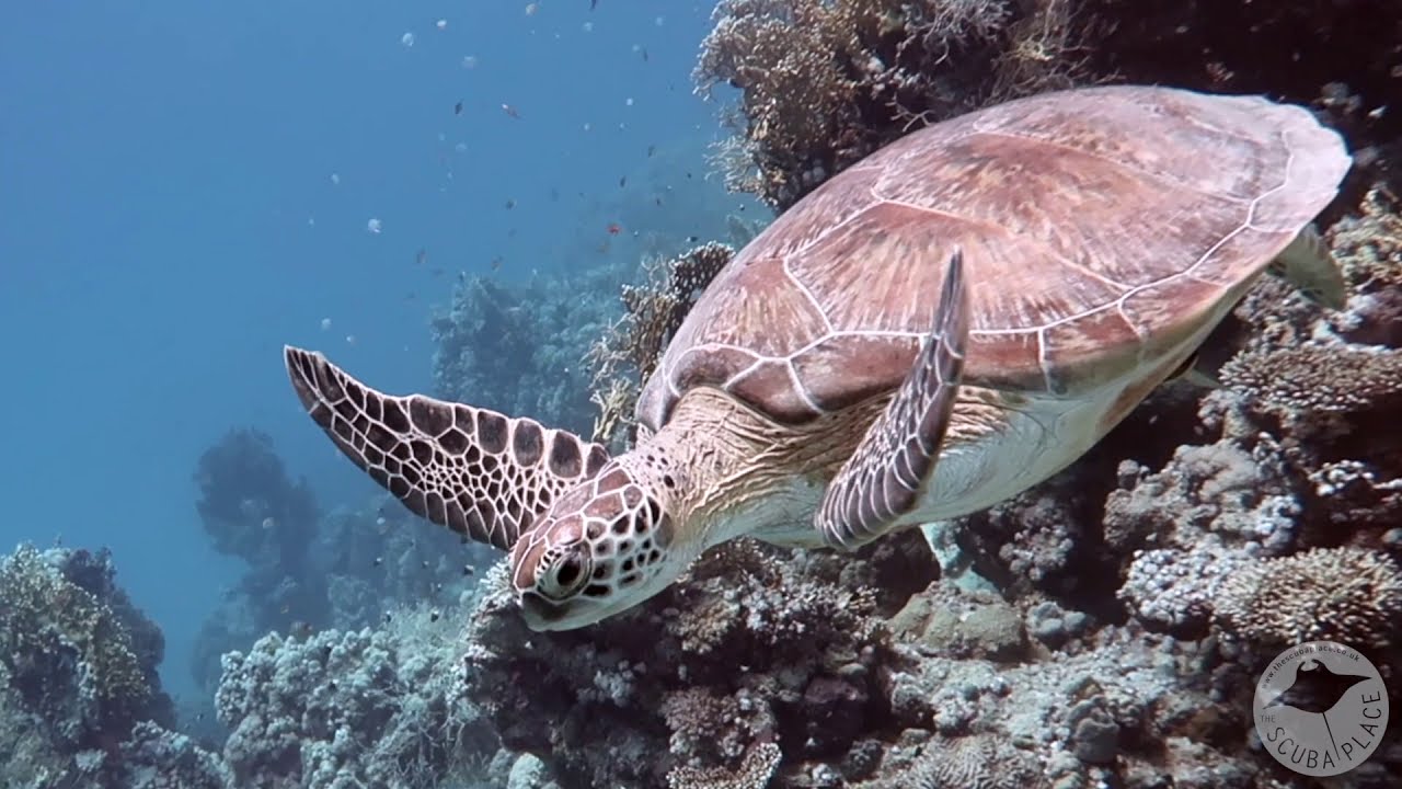 Best Diving in Egypt: Roots Red Sea : El Quseir