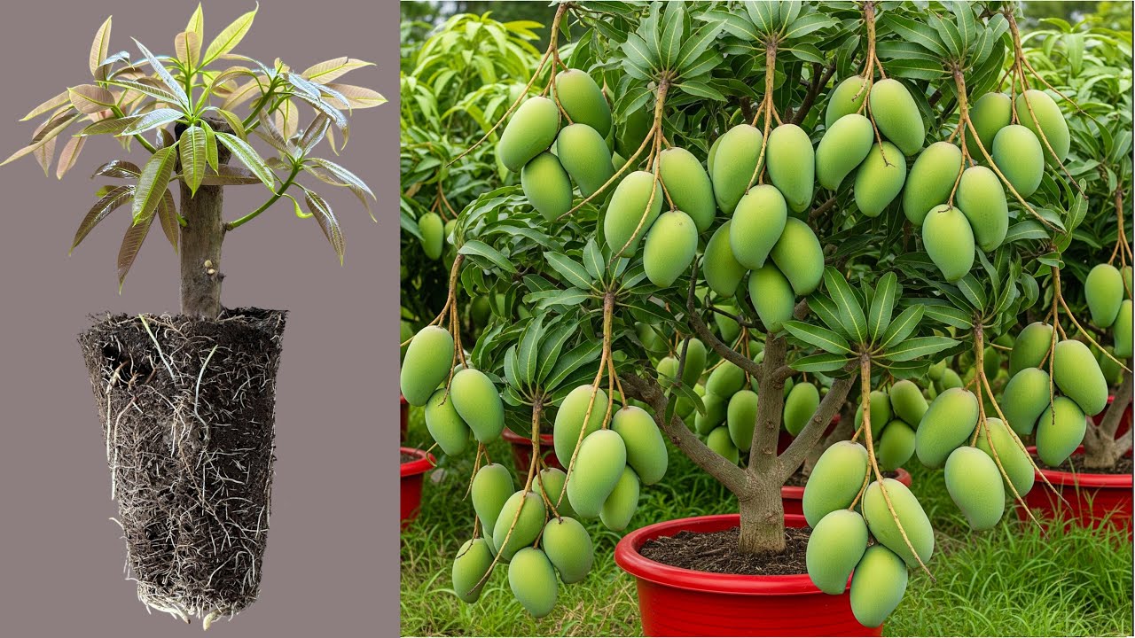 Unique Technique : For Grafting Mango Tree Cutting Faster With Aloe Vera,how to growing mango tree 