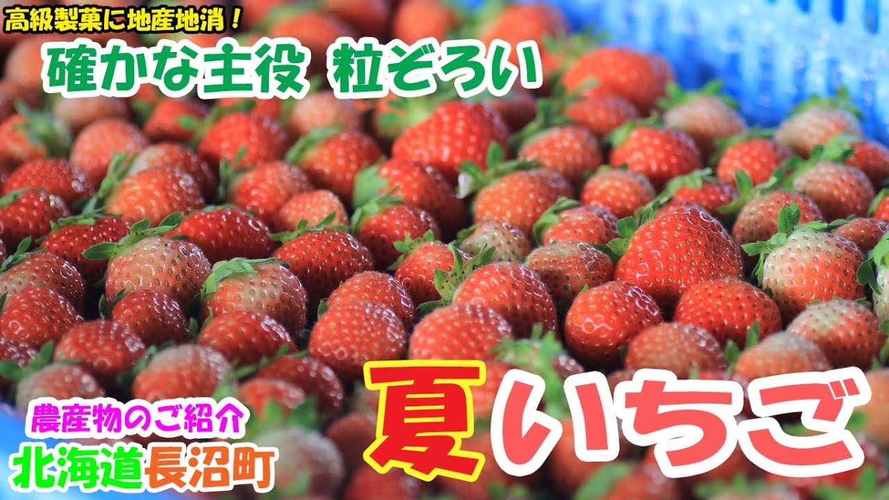 長沼町の農産物のご紹介～いちご～