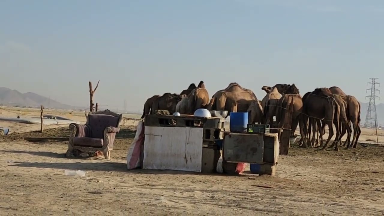 🐪|الجمل ذو القارورتين
