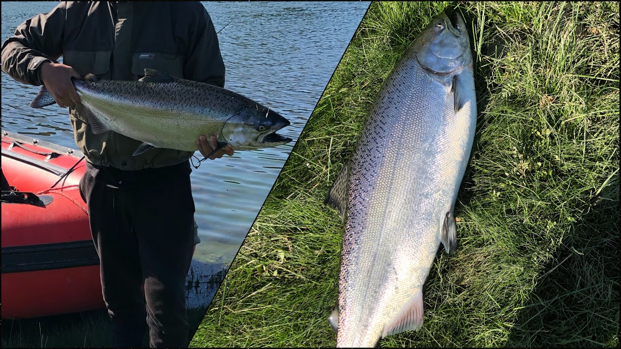 PESCA DEL SALMÓN CHINOOK EN EL RIO TOLTEN (TROLLING)